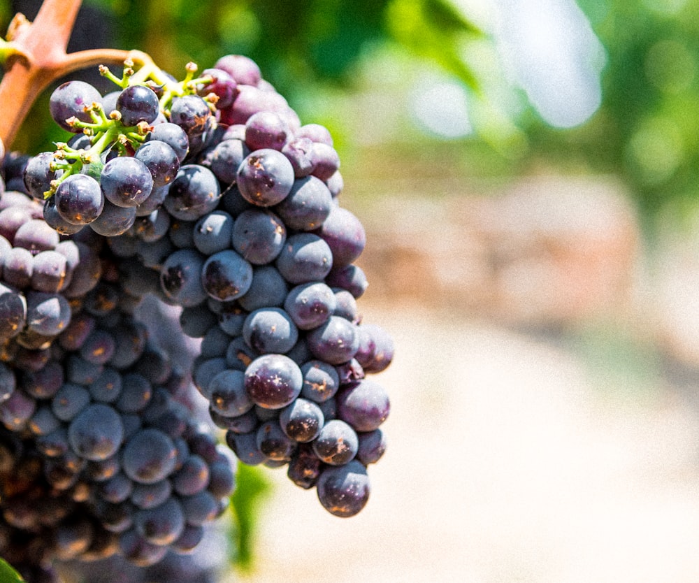 grapes fruits