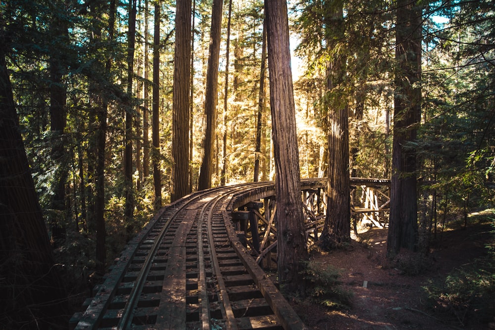 train tracks in the forest during daytime