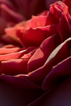 Textured macro shot of velvety petals layered with subtle shadows and hints of blush tones.
