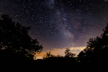 silhouette photography of tree