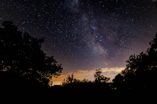 silhouette photography of tree