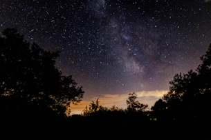 silhouette photography of tree