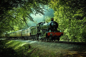 black and red train passing through forest