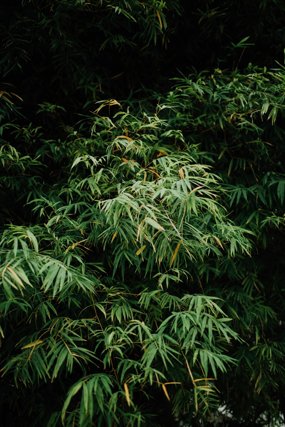 緑の葉の植物