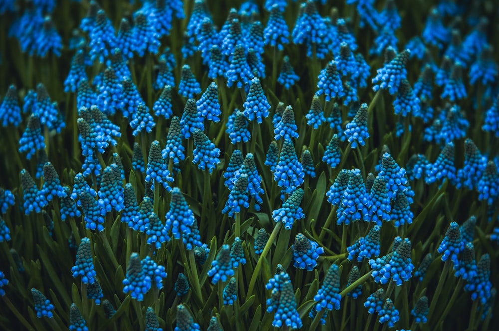 Fotografia de foco seletivo de flores de pétalas azuis