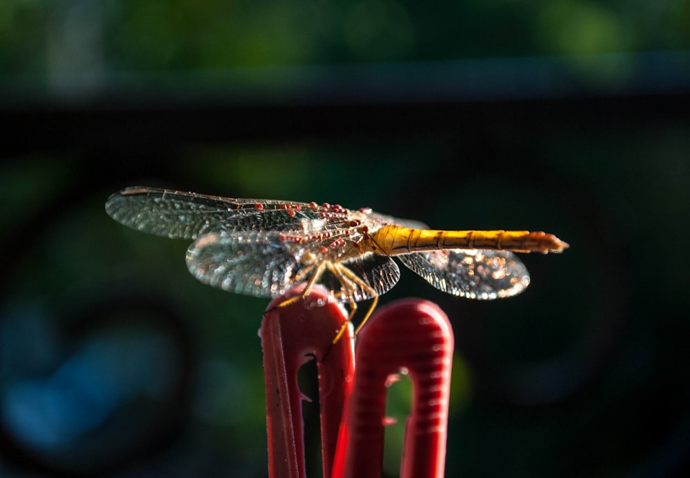 brown and yellow dragonfly