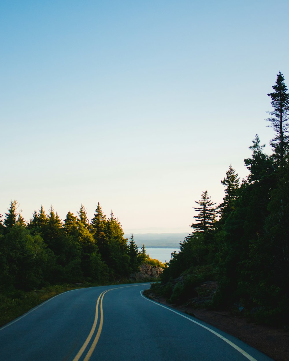asphalt road between pine trees