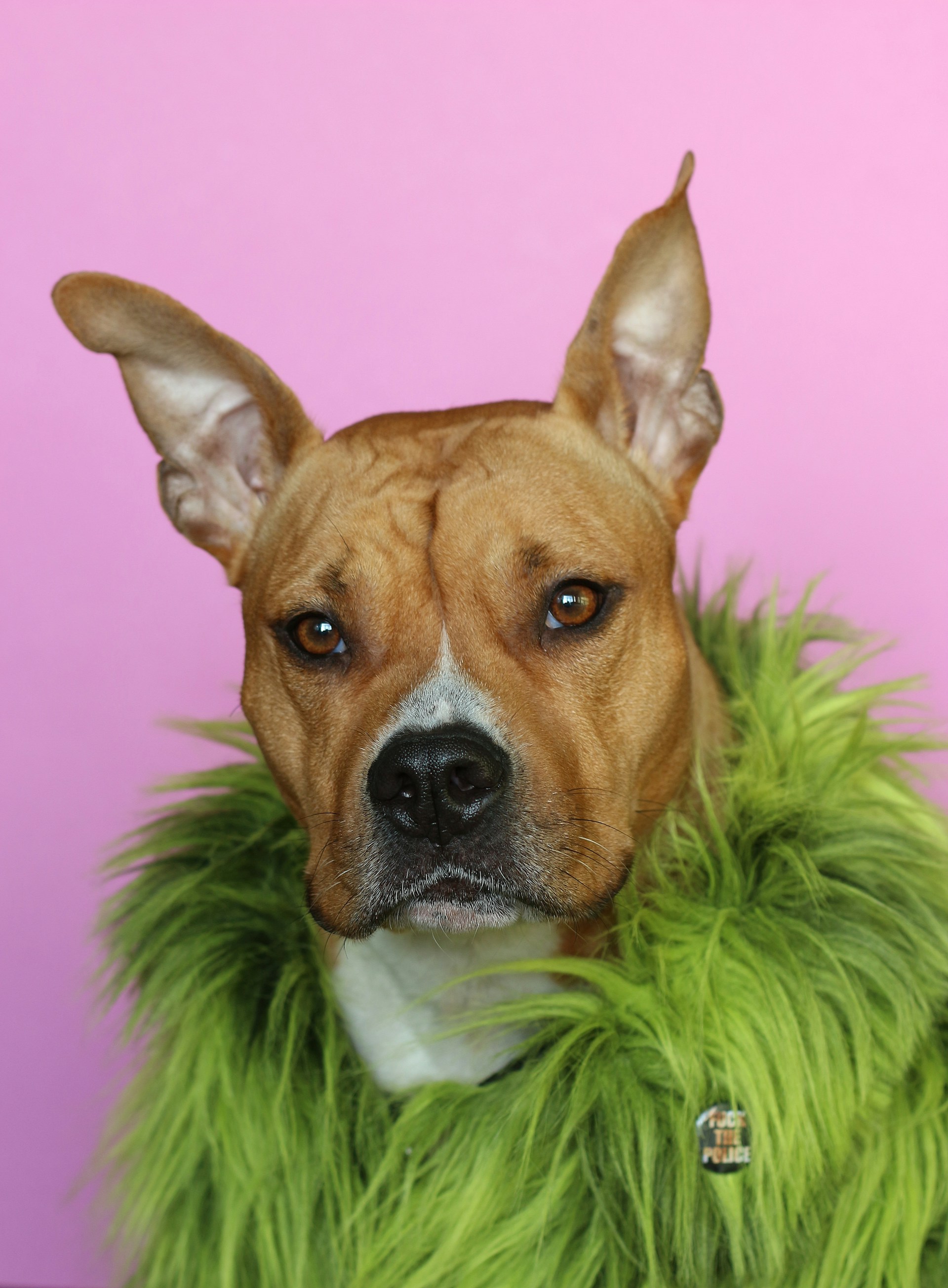 brown and white short coated dog
