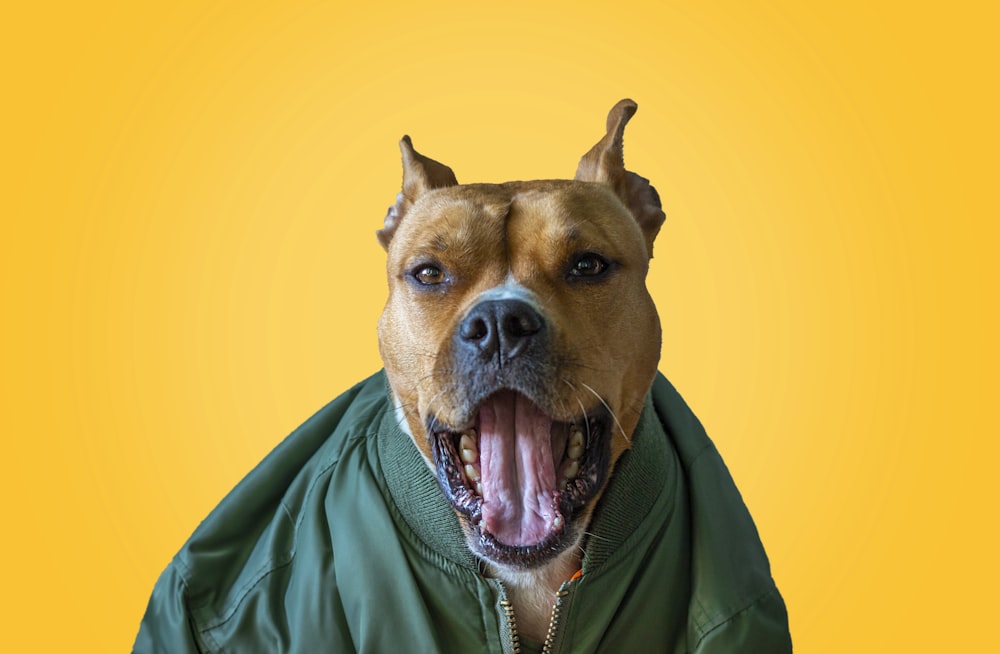dog wearing green zip-up jacket