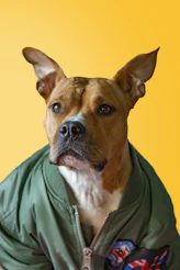 short-coated tan and white dog with green zip-up jacket