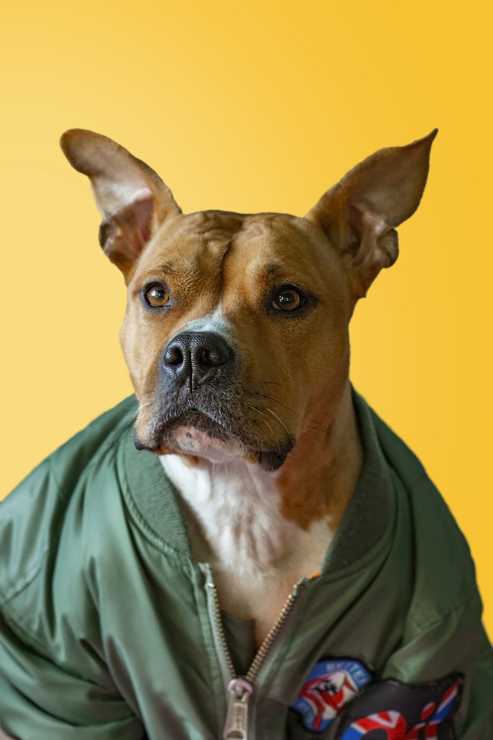 short-coated tan and white dog with green zip-up jacket