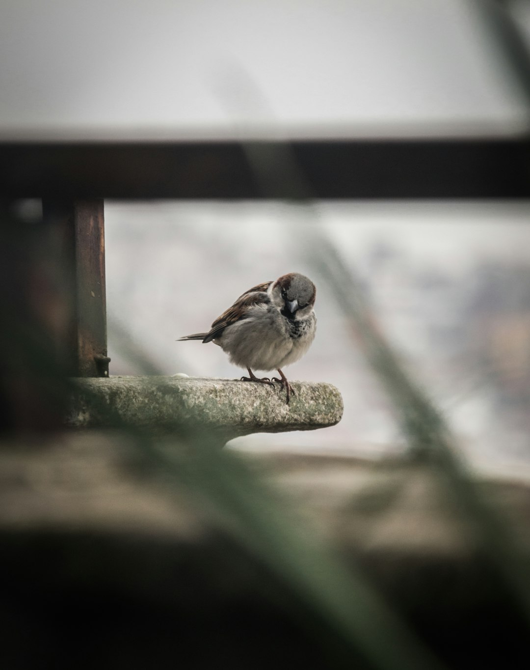 Wildlife photo spot Istanbul Kadıköy