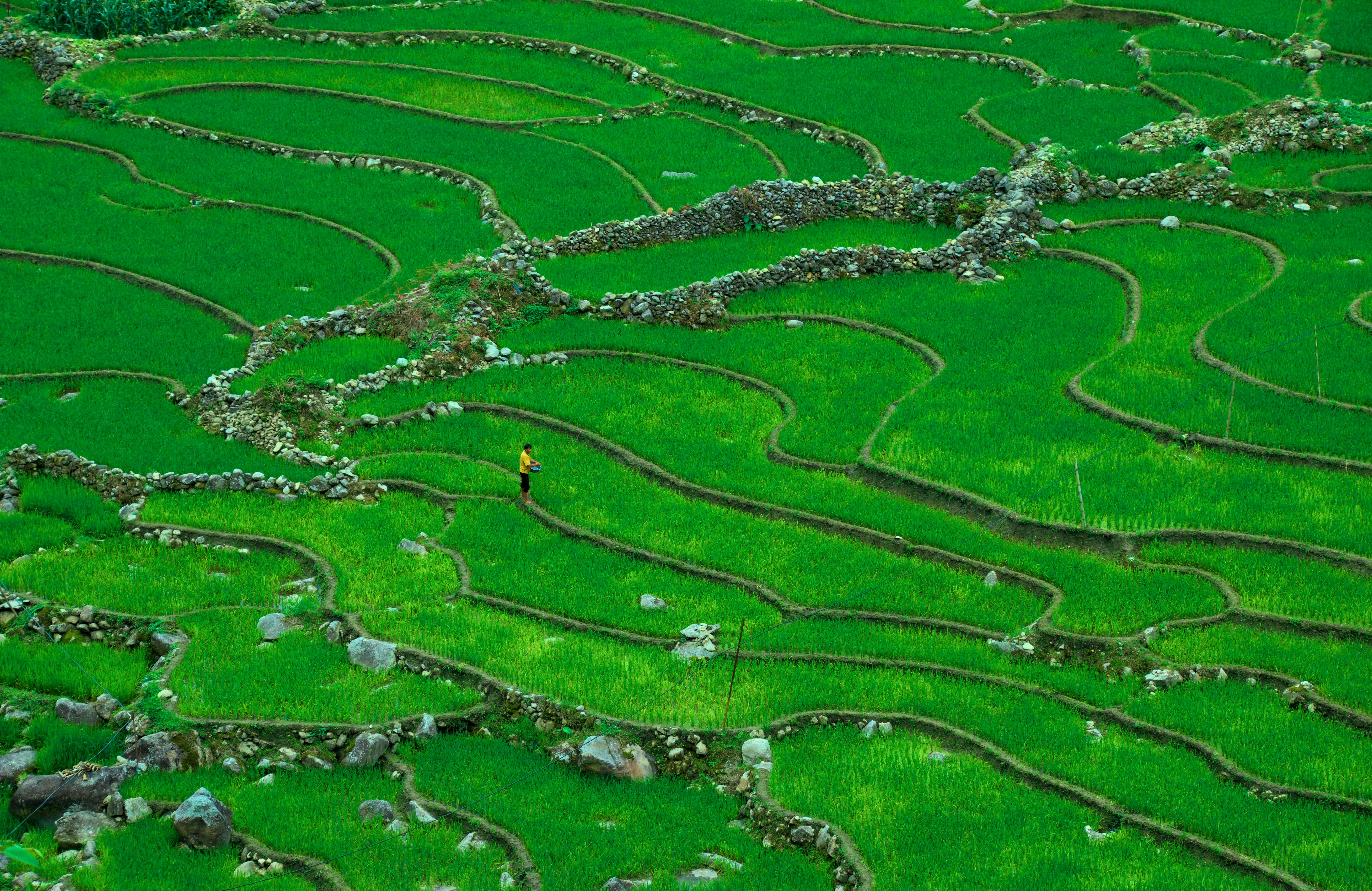 This photo was taken overlooking a farmer in the rice terraces of Sa Pa, Vietnam.