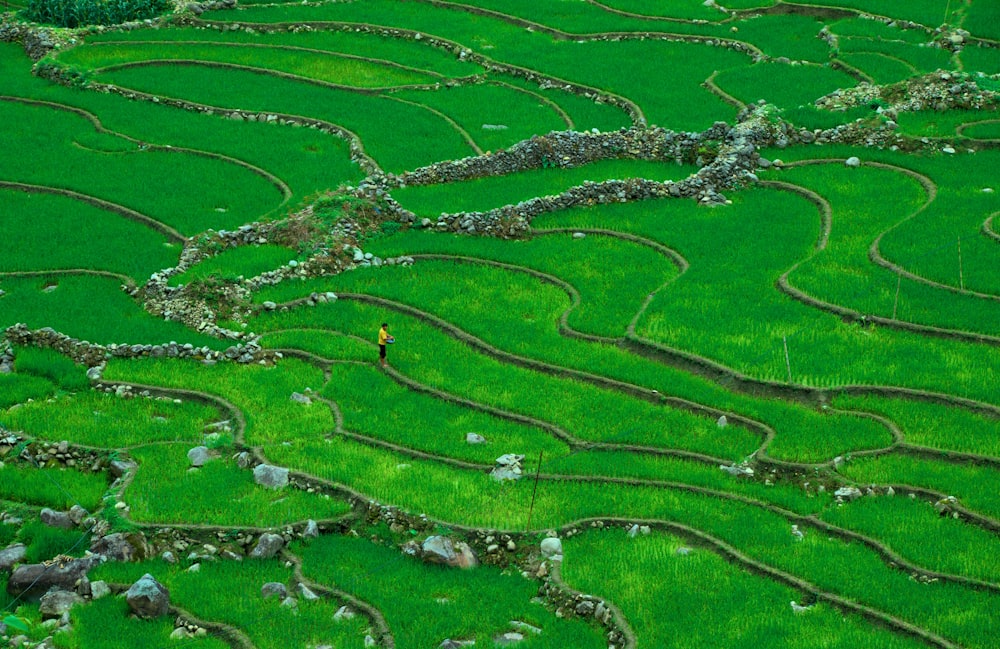 aerial photography of man standing on rice terraces field