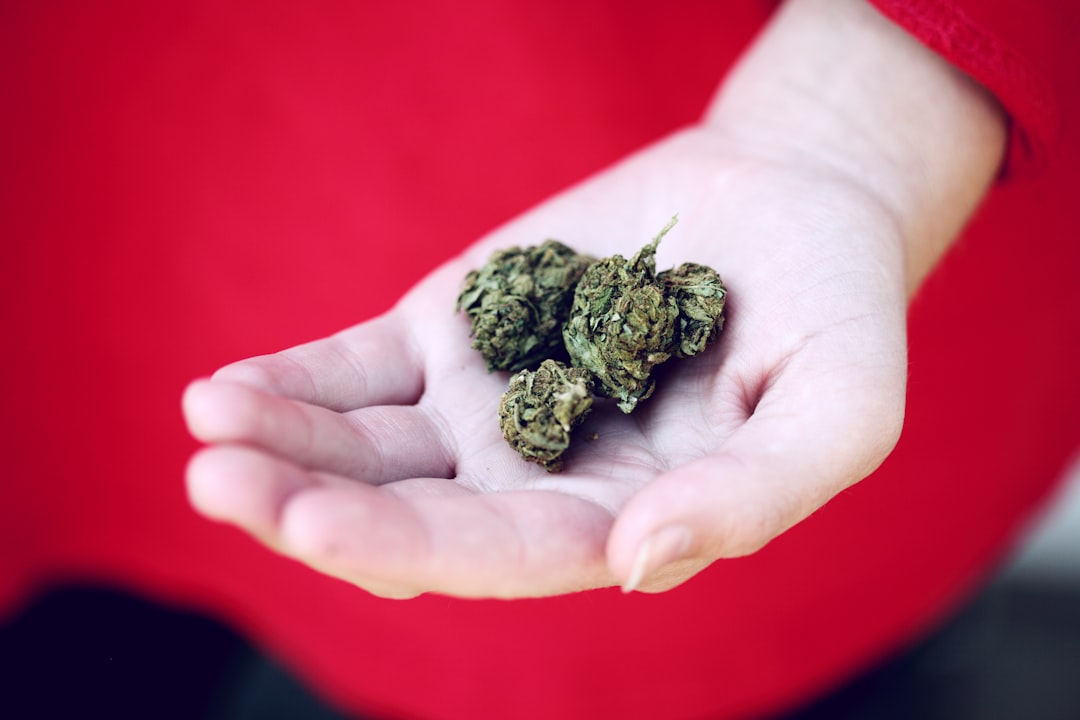 kush on person's palm