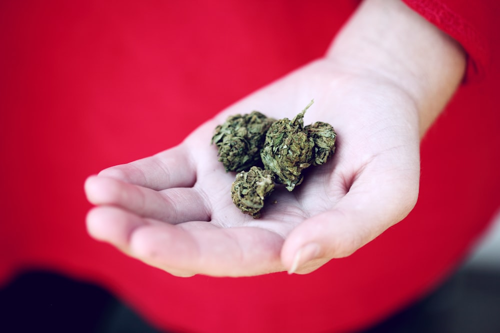 kush on person's palm