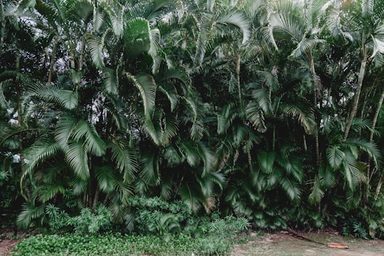 green palm plants during daytime in Maui United States