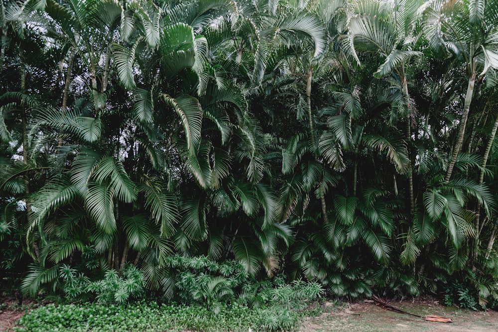 Plantas de palma verde durante el día