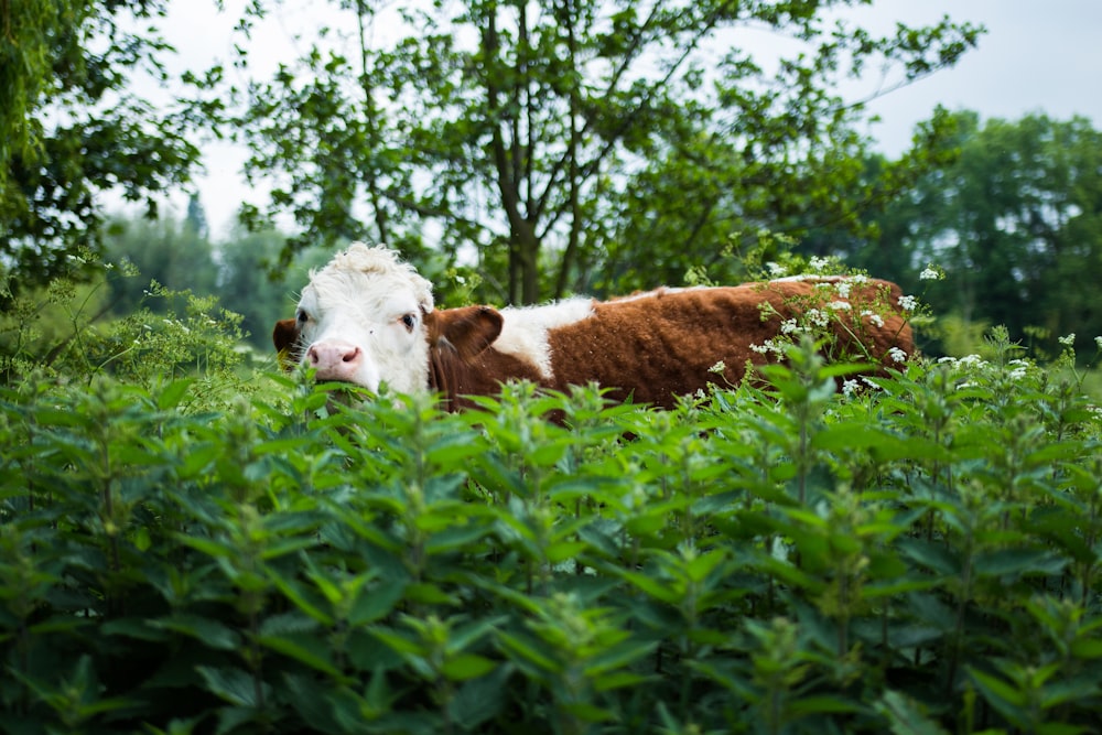 brown and white cow standing on green leafed plants