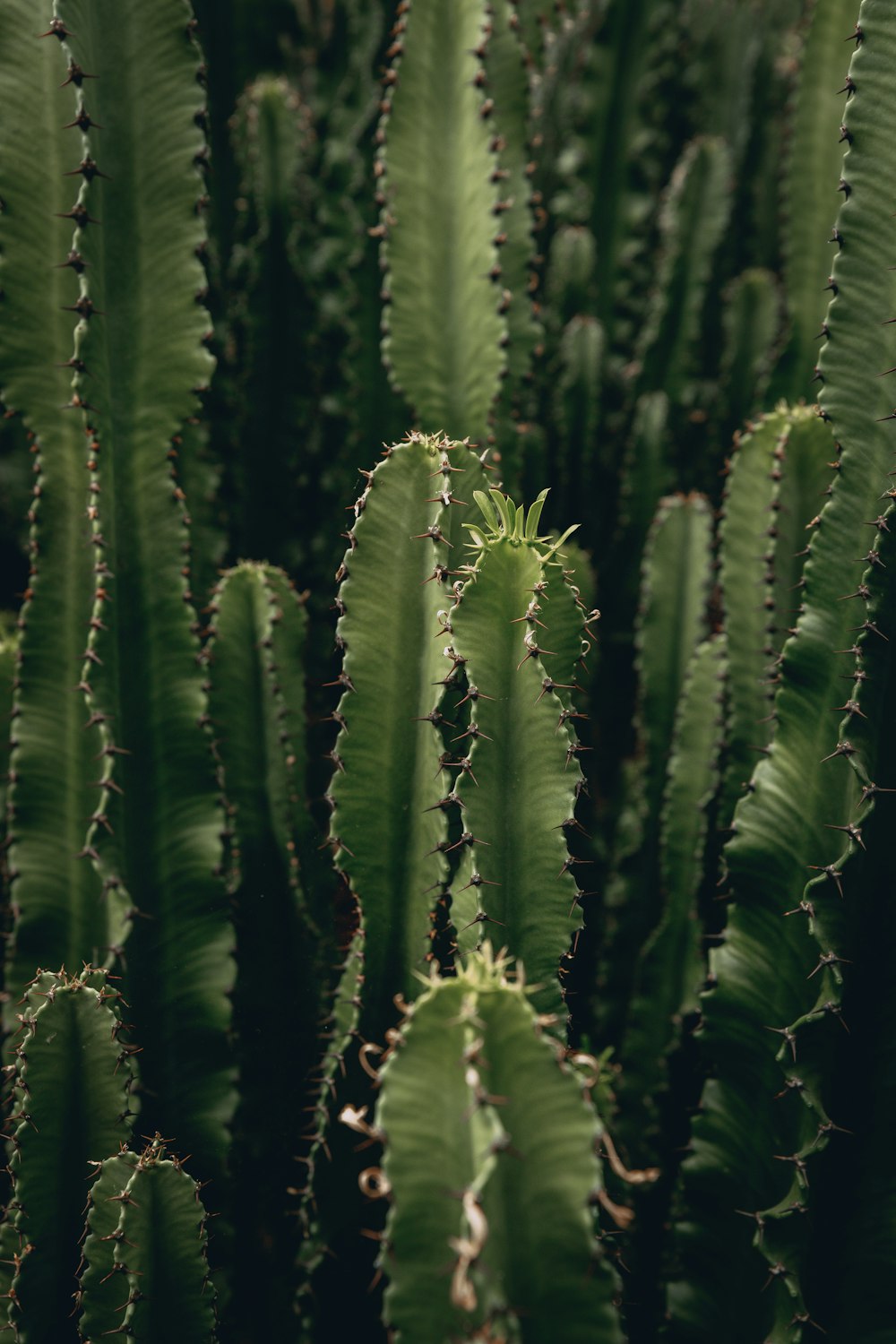 green cactus plants