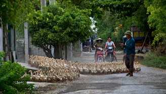 A large flock of ducks is being herded down a rural road by a person wearing casual outdoor clothing. The road is lined with lush green trees, and in the background, two people on motorcycles are observing the scene. The atmosphere seems calm and the setting is rural with natural surroundings.