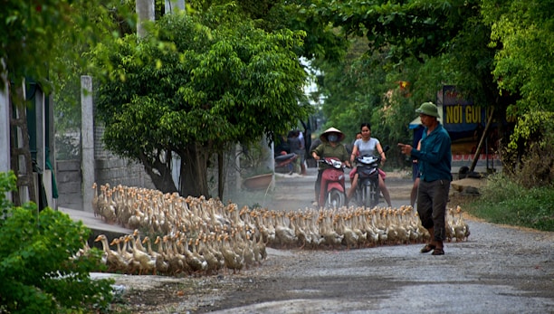 A large flock of ducks is being herded down a rural road by a person wearing casual outdoor clothing. The road is lined with lush green trees, and in the background, two people on motorcycles are observing the scene. The atmosphere seems calm and the setting is rural with natural surroundings.