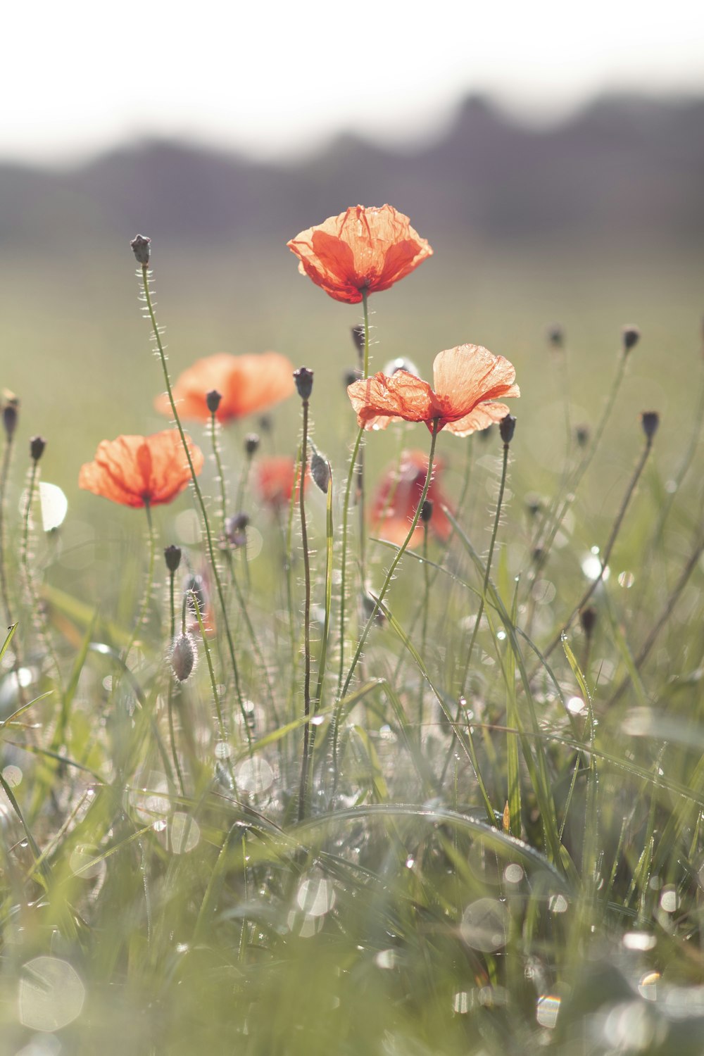 red poppy in bloom during daytime