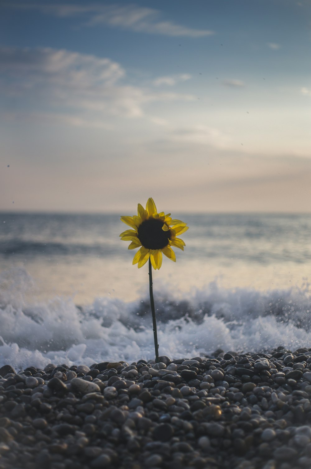 tournesols sur le bord de mer à côté de la vague