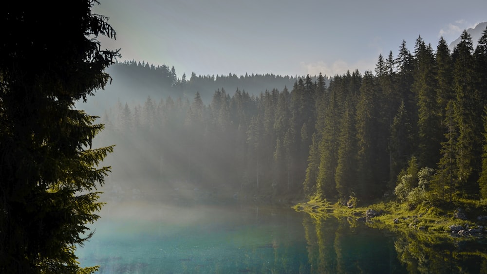 lake in woods