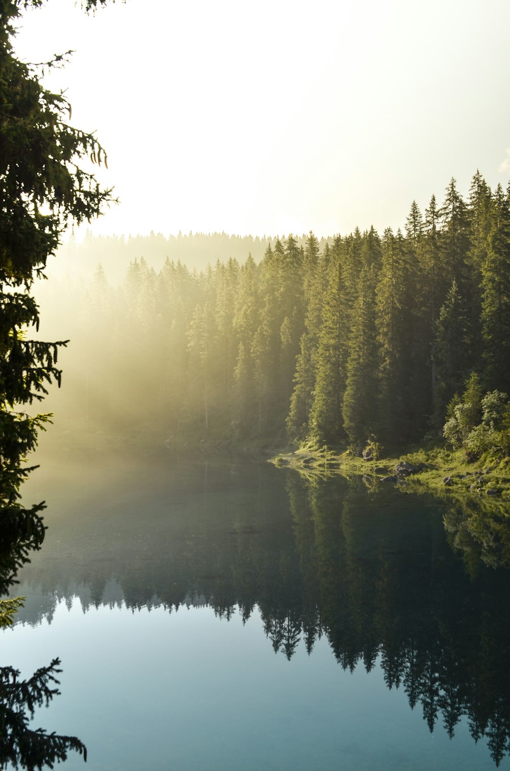 arbres à feuilles vertes près d’un plan d’eau pendant la journée