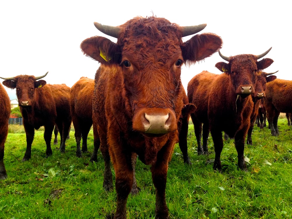 牧草地に立つ茶色の水牛の群れ