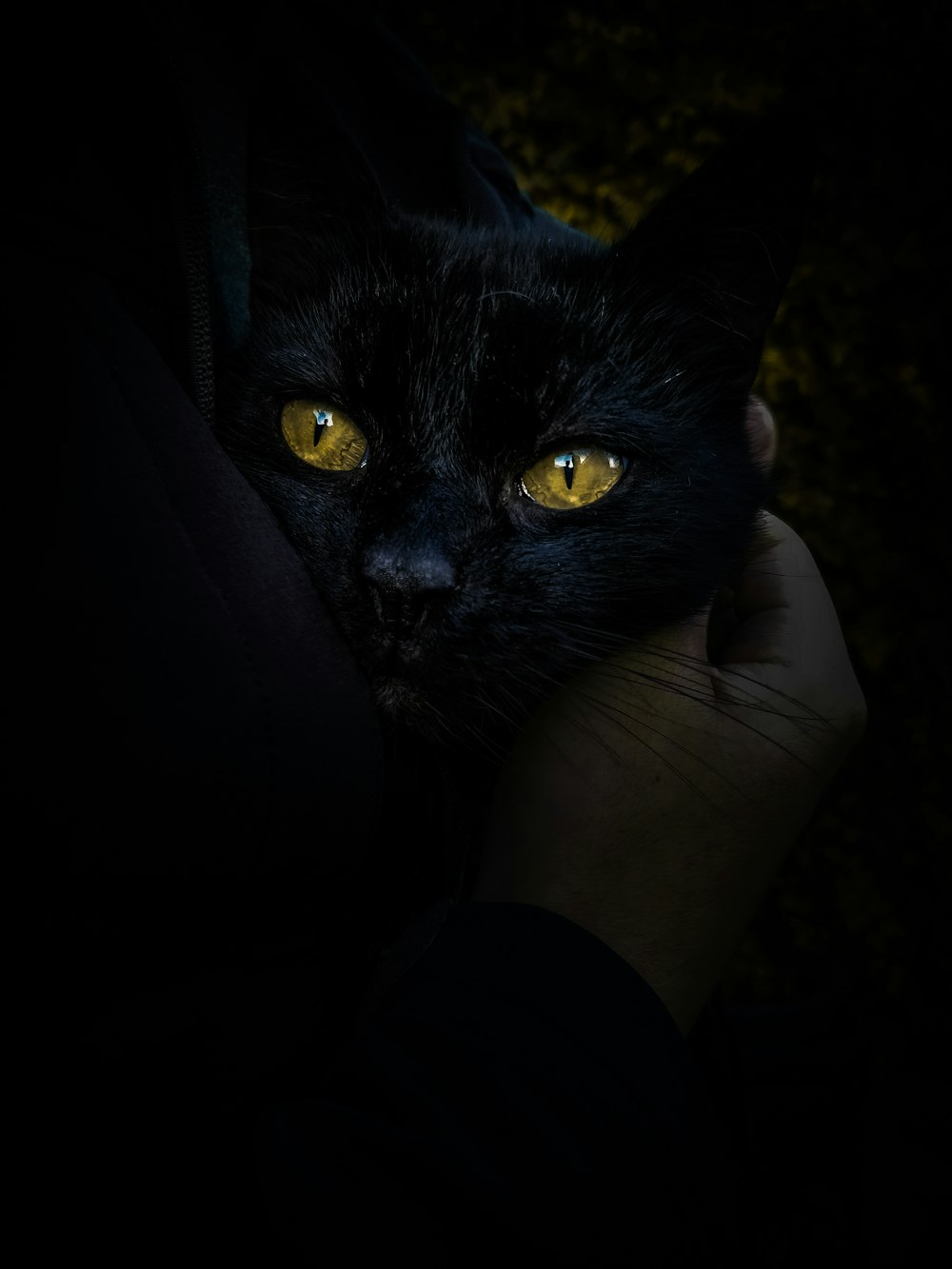 black cat