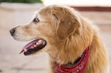 A fluffy golden retriever with a bright blue bandana, freshly groomed and smiling.