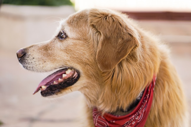 A fluffy golden retriever with a bright blue bandana, freshly groomed and smiling.