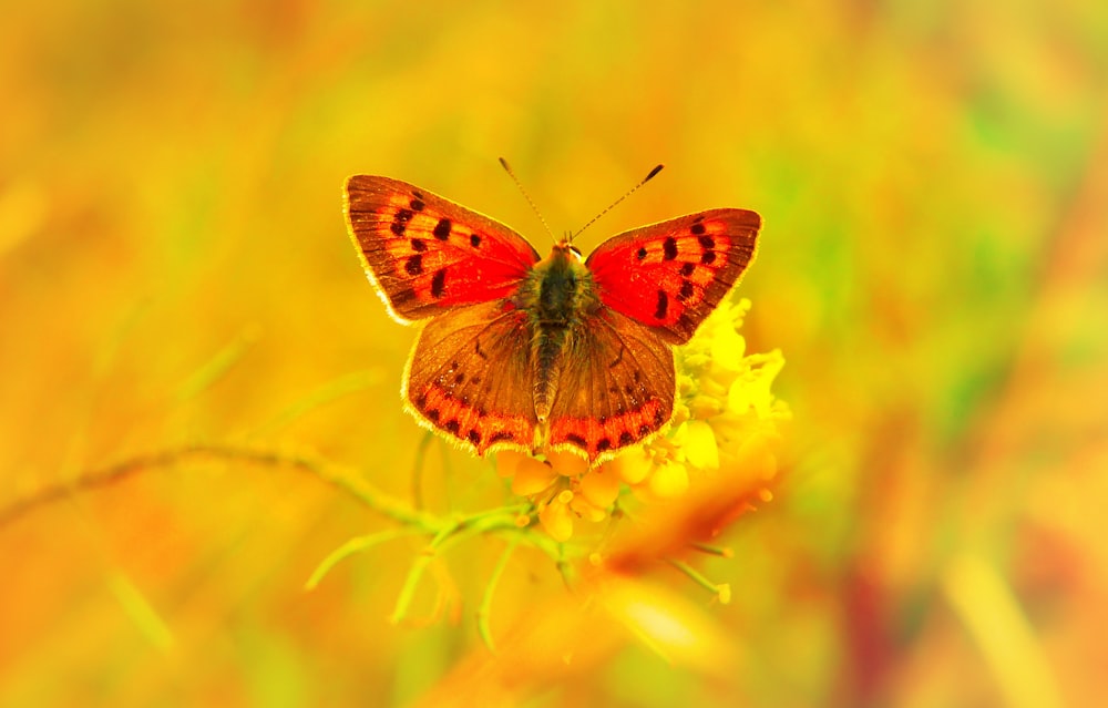 red and black butterfly perched on yellow petaled flower