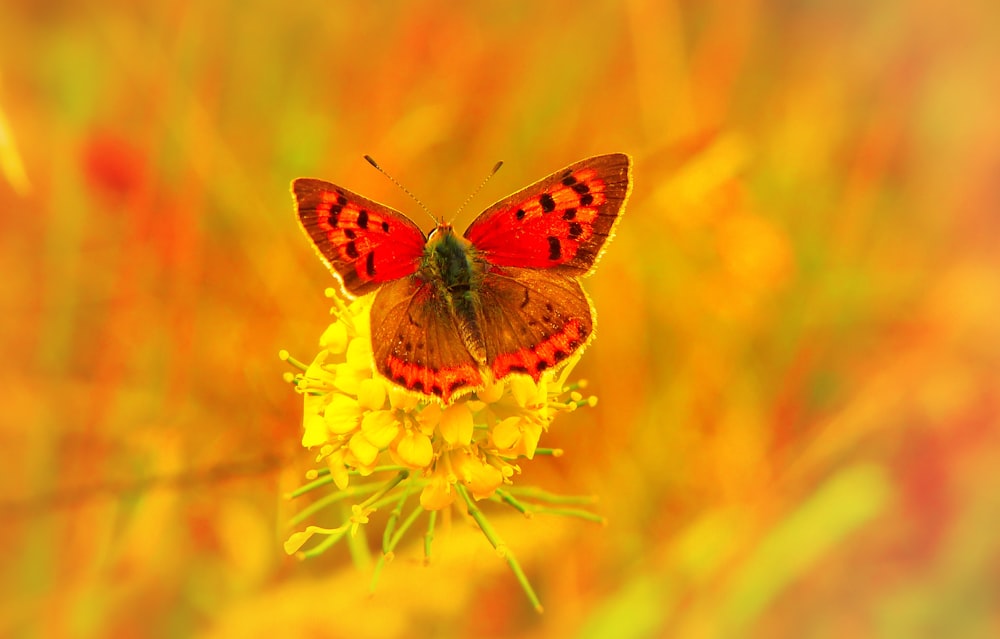 borboleta vermelha e preta empoleirando-se em flores de pétalas amarelas