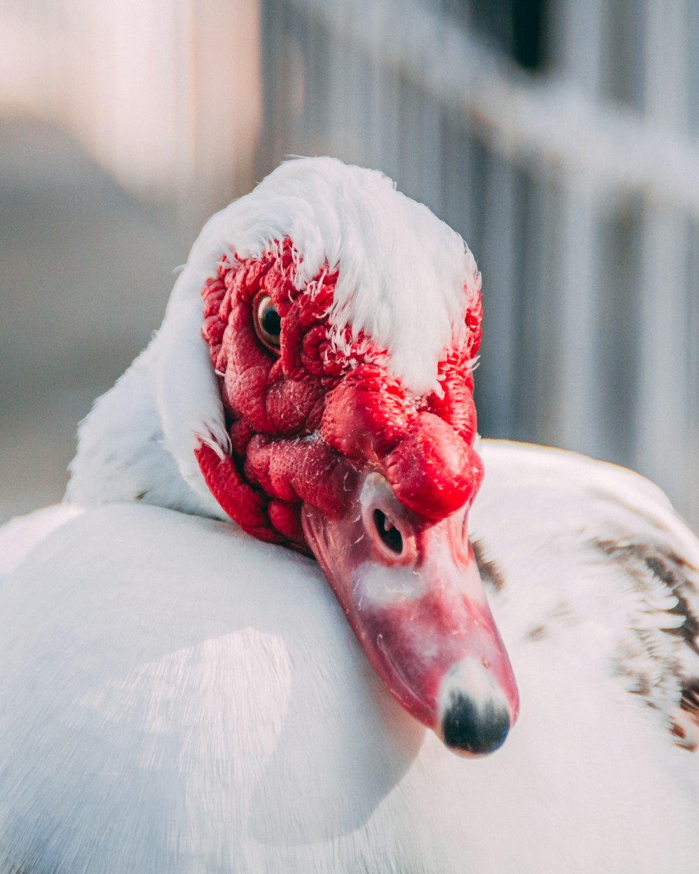 selective focus photography of white goose