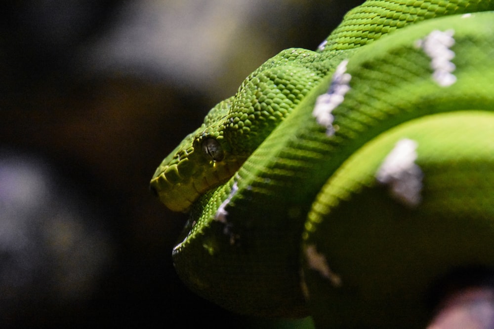 green and white snake selective photography