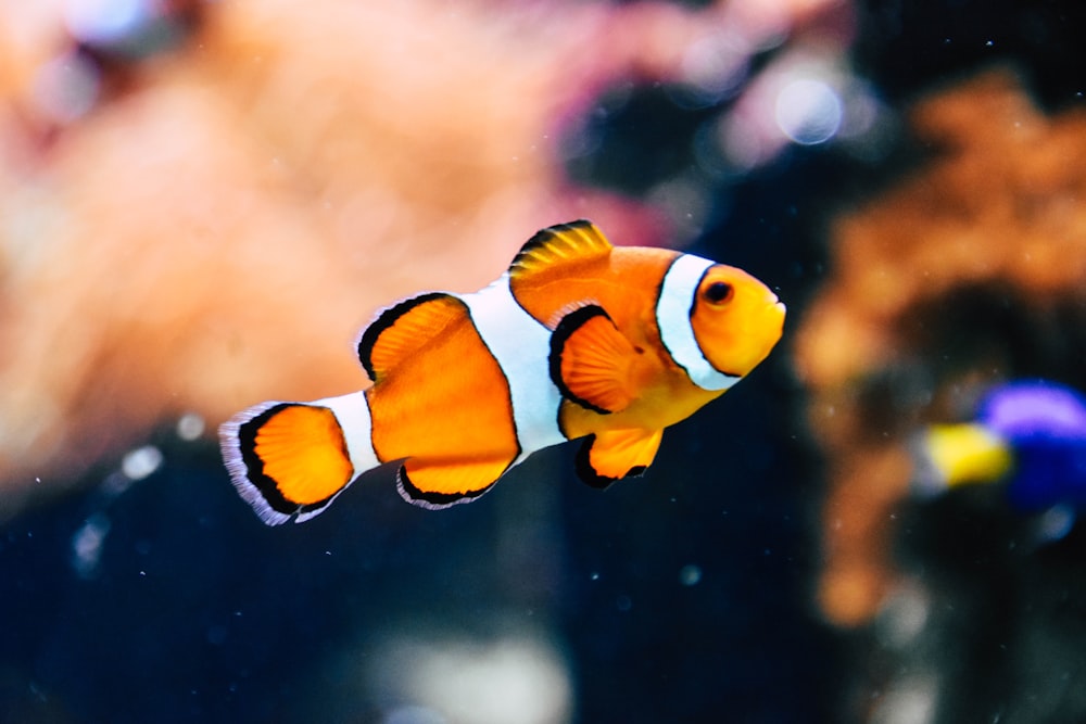 clown fish in shallow focus photography