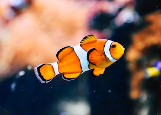 clown fish in shallow focus photography