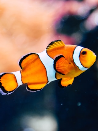 clown fish in shallow focus photography