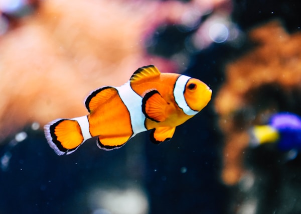 clown fish in shallow focus photography