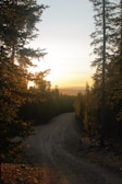 Golden hour light filtering through tall trees onto a winding dirt trail with paw prints.