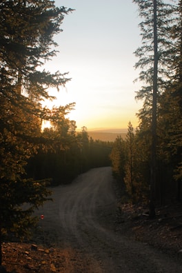 Golden hour light filtering through tall trees onto a winding dirt trail with paw prints.