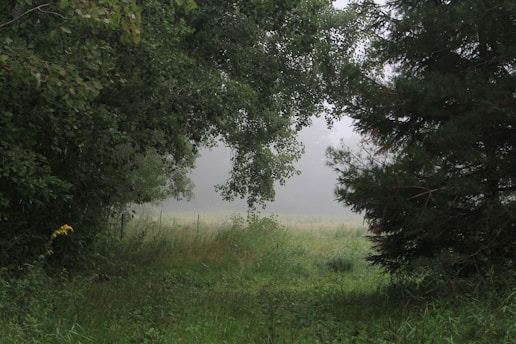 A quiet forest clearing bathed in soft morning light, with verdant greens and gentle shadows.