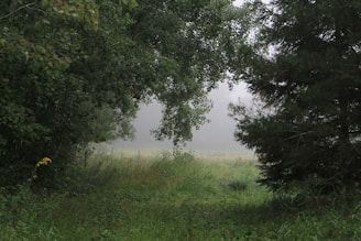 A serene Amazon jungle clearing at dawn, surrounded by lush green trees and softly glowing light.