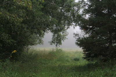 A peaceful forest clearing where the future Veilwood Village will be built, bathed in soft morning light.