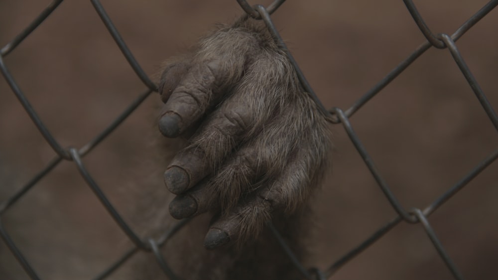 mano izquierda en la valla de alambre