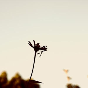 silhouette photography of flower and praying mantis