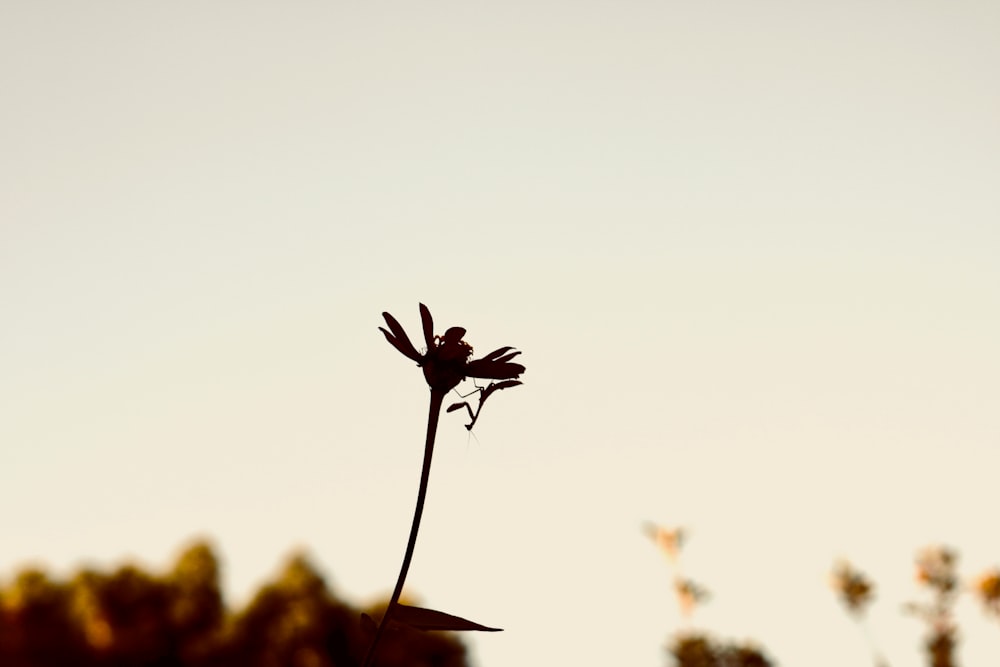 silhouette photography of flower and praying mantis